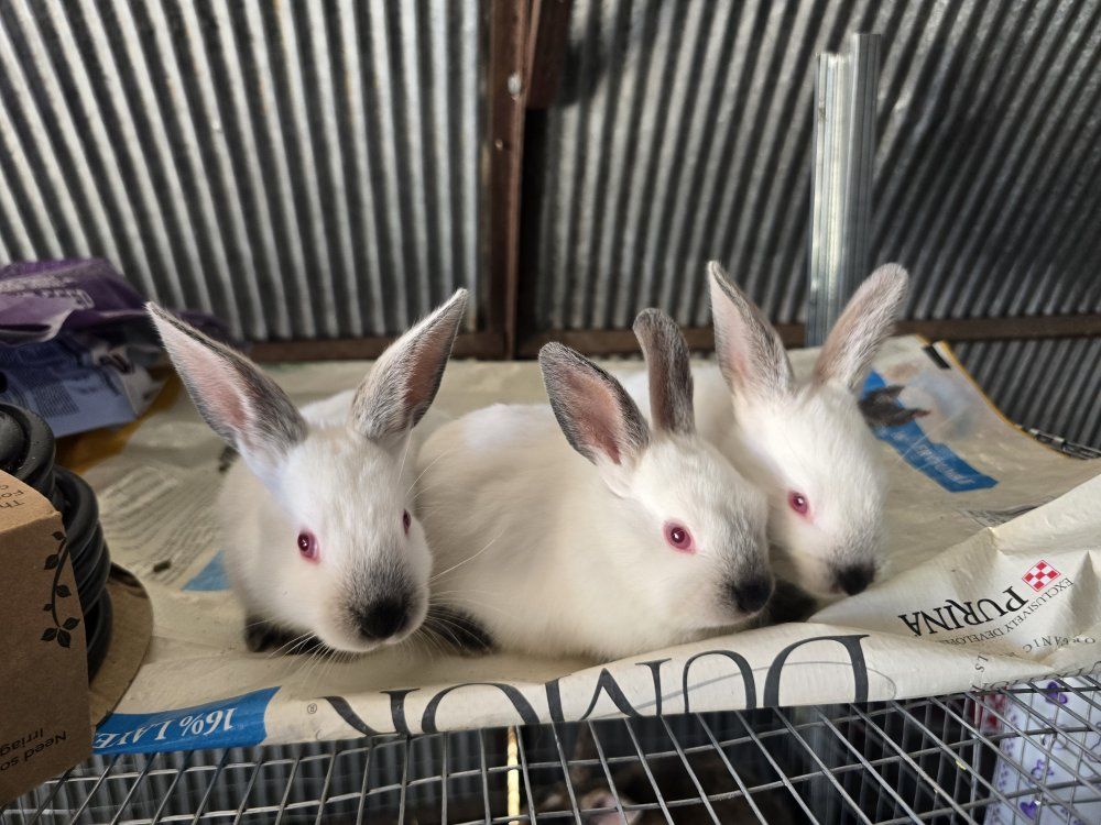 Californian rabbits