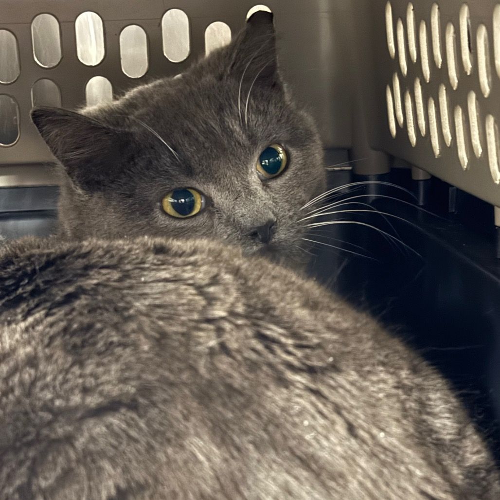 Hello my name is Saylor