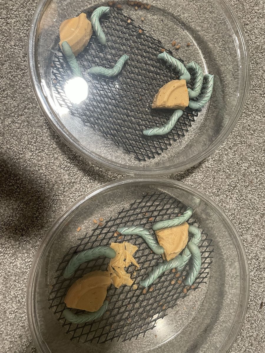 XL horn worms