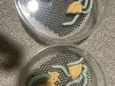 XL horn worms