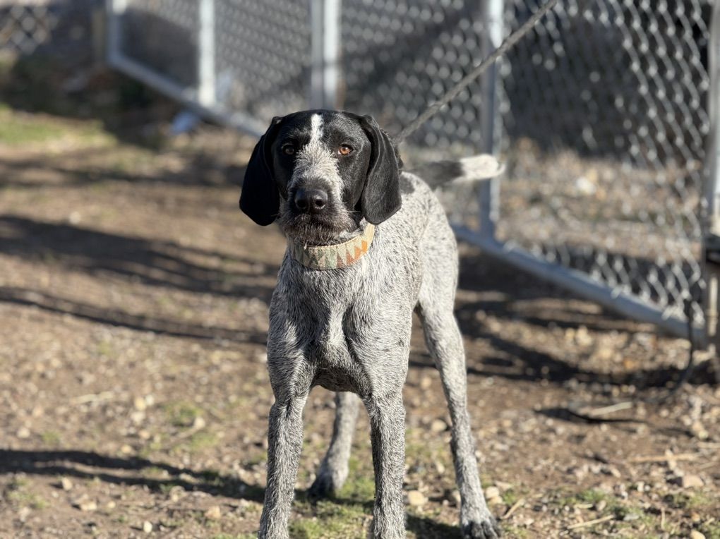 German wirehaired pointer