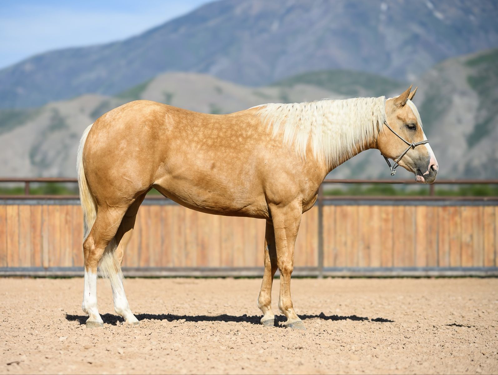 Talented Cow bred filly
