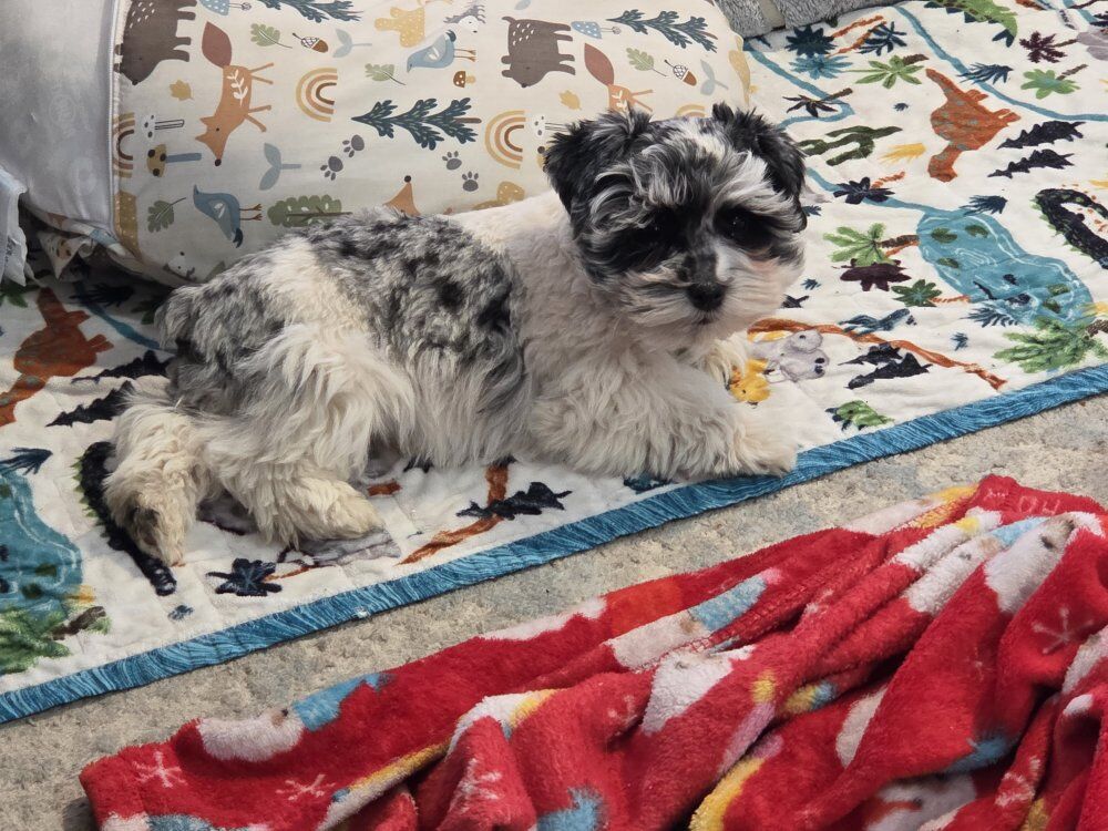 Miniature Schnauzer   .  male