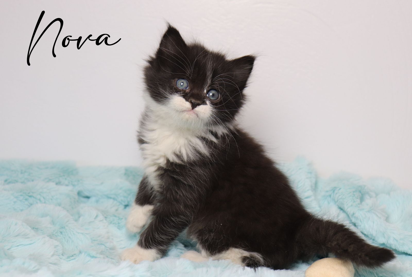 Adorable Long-Haired Tuxedo & Tabby Kittens