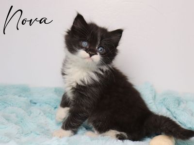 Adorable Long-Haired Tuxedo & Tabby Kittens