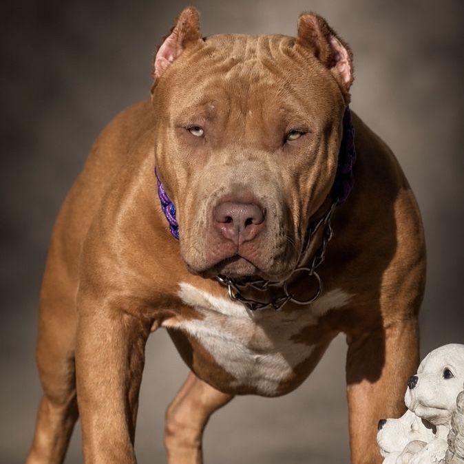 American Bully 