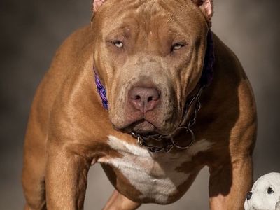 American Bully
