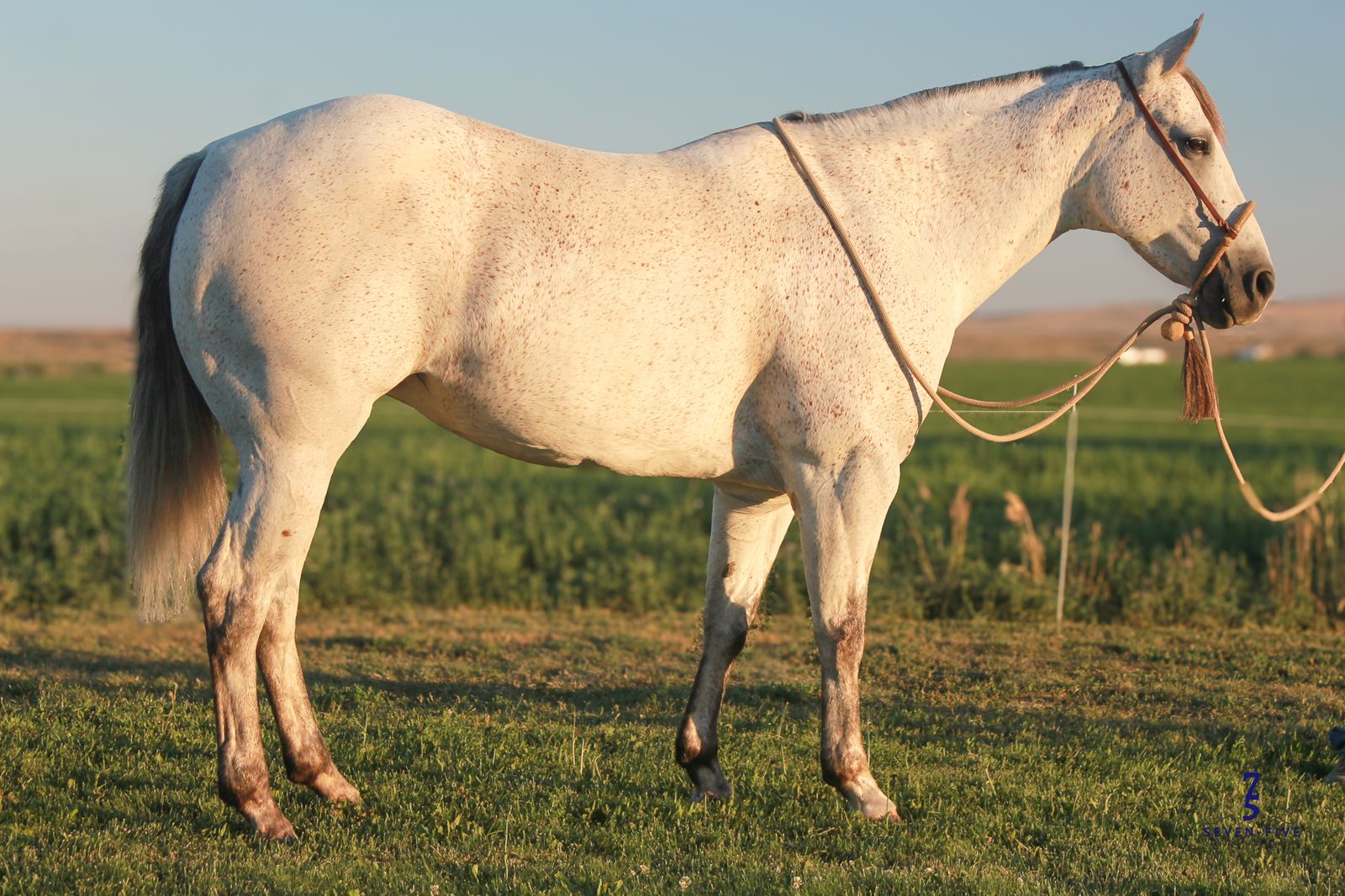8 yr old Finished Calf Horse