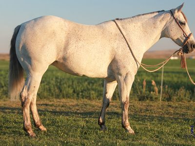 8 yr old Finished Calf Horse