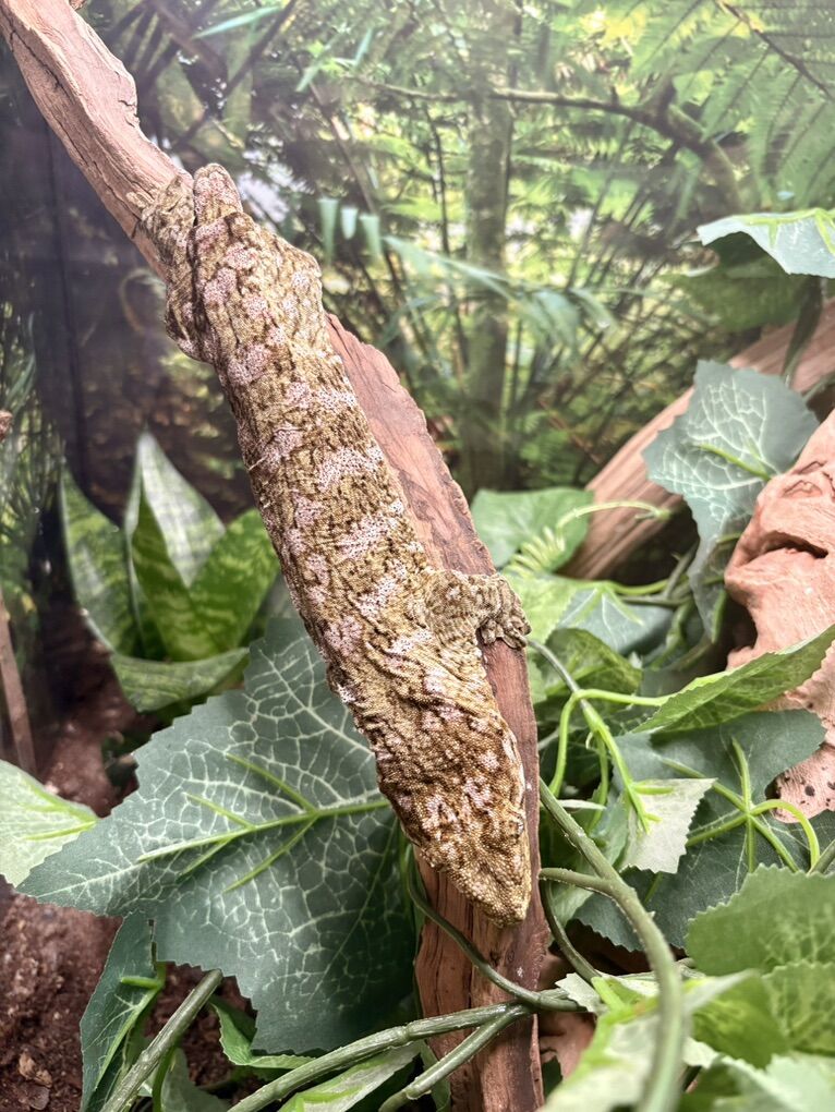 High Pink GTX x Pine Island Leachie