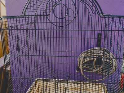 Bird Cage