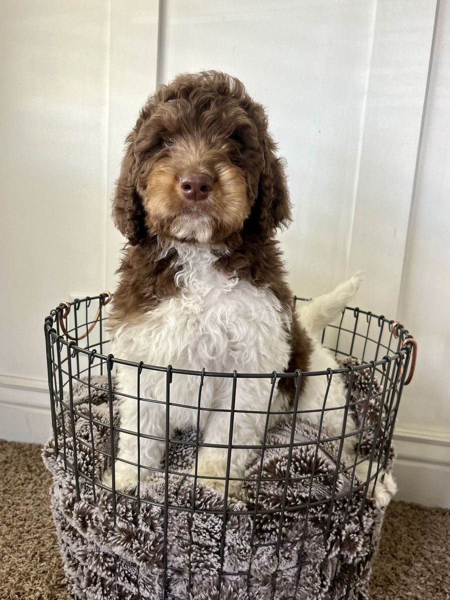 Mini Bernedoodles- In Time For Easter