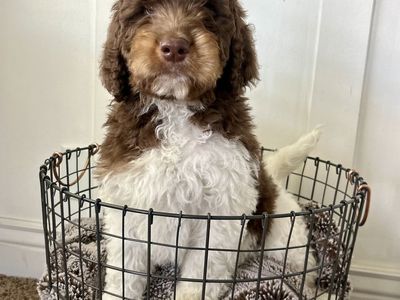 Mini Bernedoodles- In Time For Easter