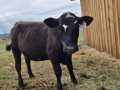 yearling heifer