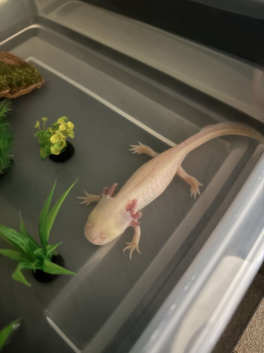 Adult GFP Axolotls for sale