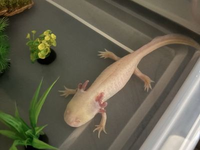 Adult GFP Axolotls for sale