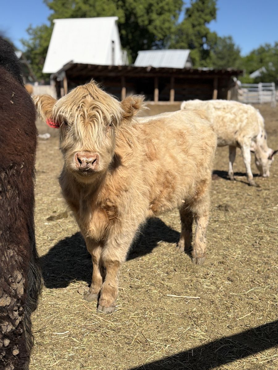 Highland Heifer (dehorned) & exposed