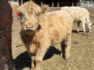Highland Heifer (dehorned) & exposed