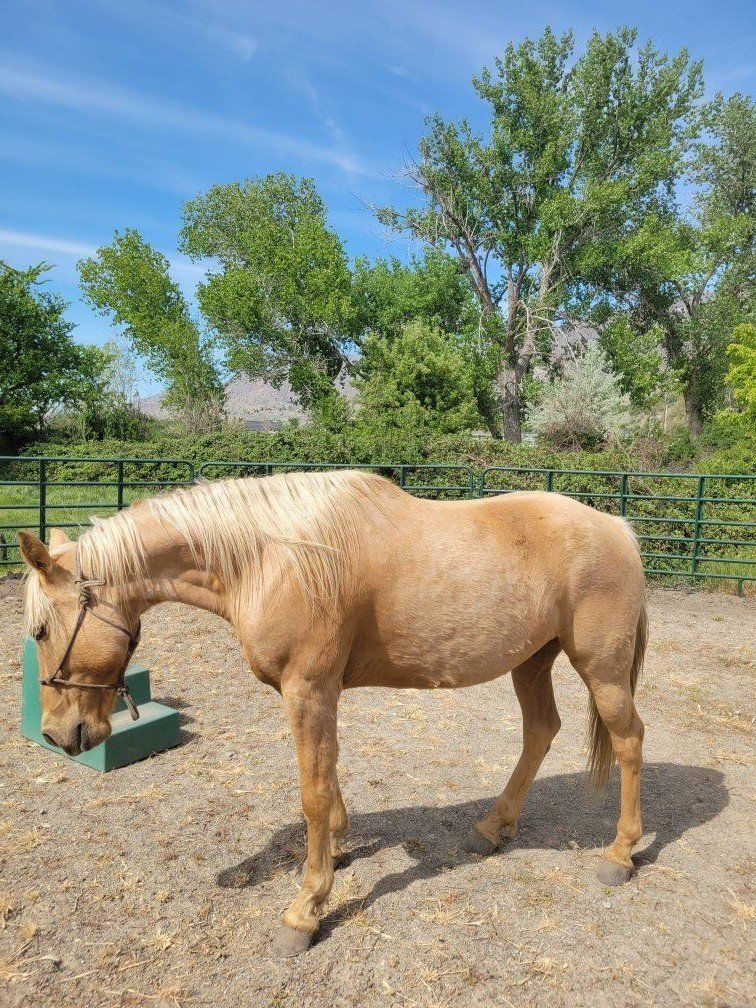 Fox Trotter Gelding