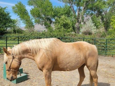 Fox Trotter Gelding