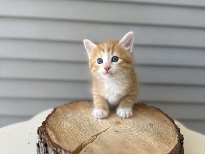 Beautiful orange and white kittens