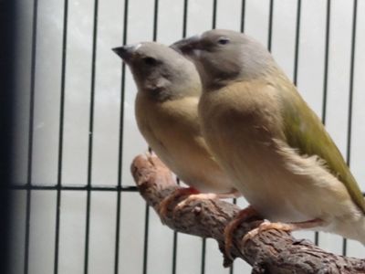 young Gouldian finches