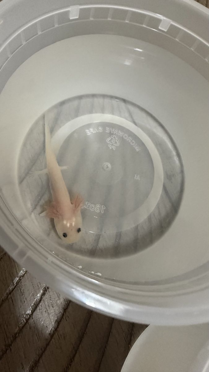 Axolotl