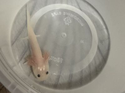 Axolotl