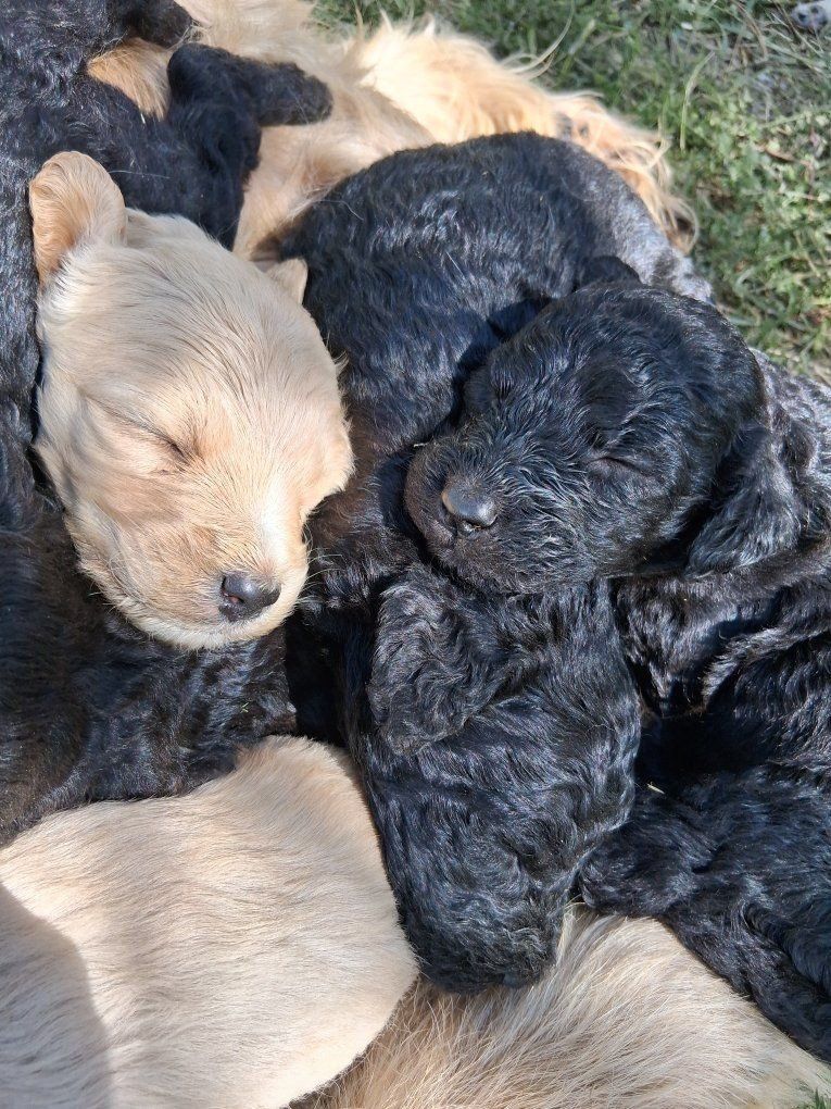 F1b Standard Goldendoodles 