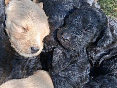 F1b Standard Goldendoodles