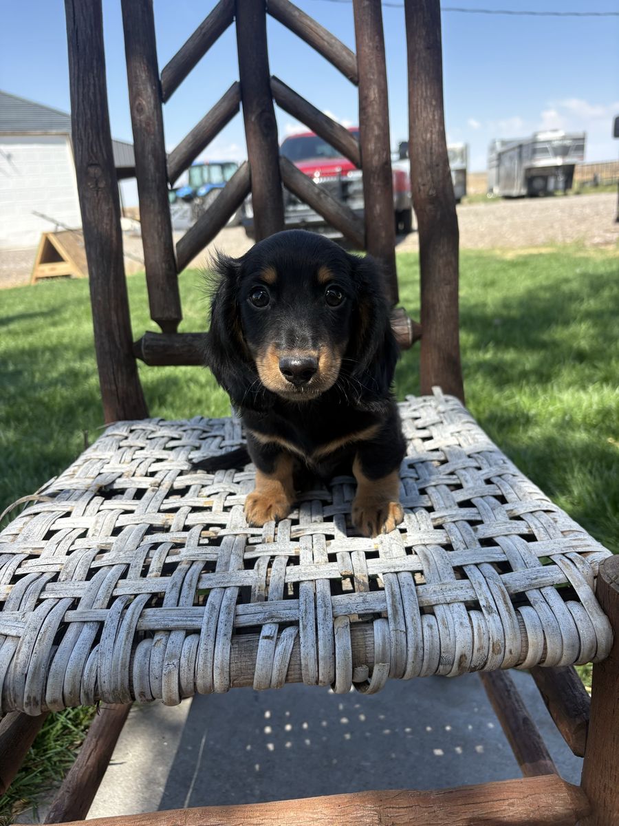 AKC male miniature dachshund 