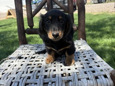 AKC male miniature dachshund