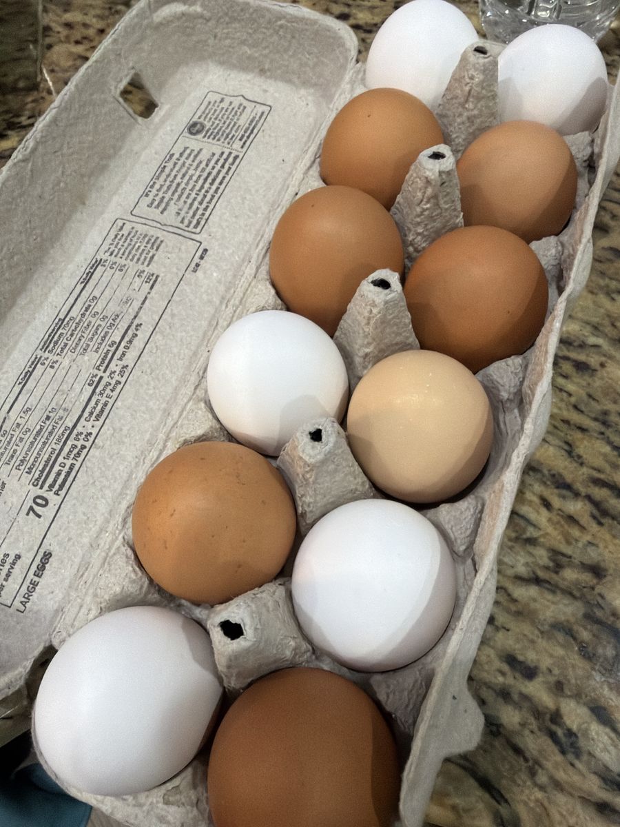 Fresh eggs for sale
