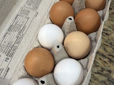 Fresh eggs for sale
