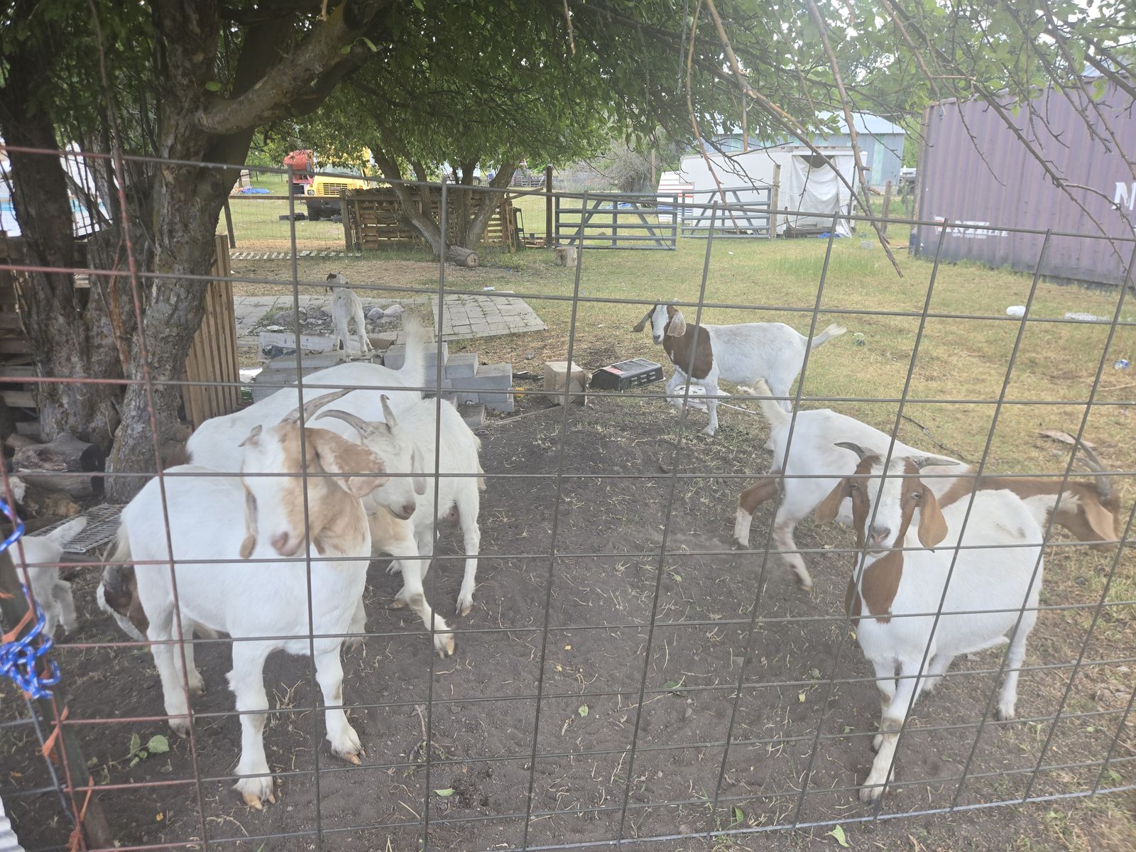 Goats