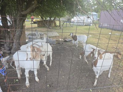 Goats