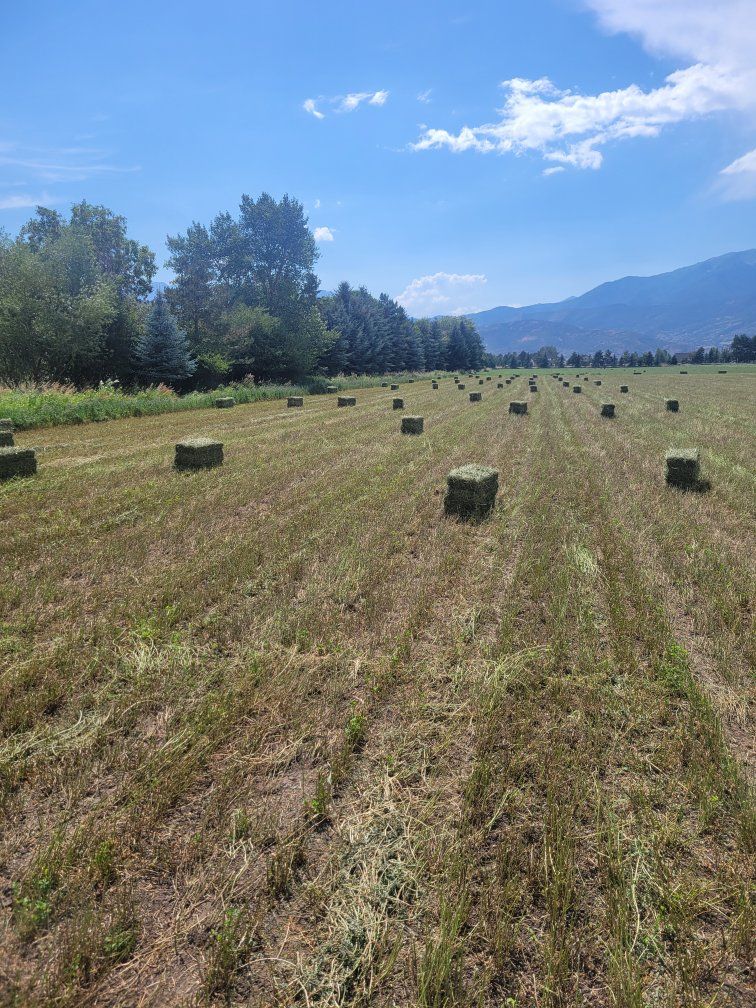 Alfalfa hay in the stack.