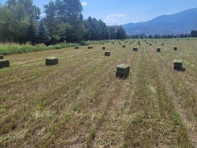Alfalfa hay in the stack.