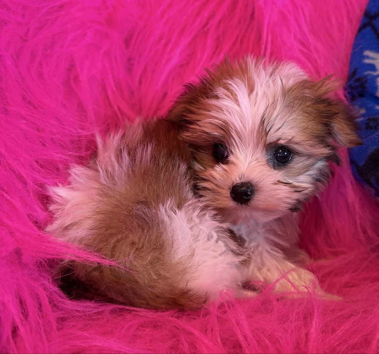 Adorable T-cup Yorkie  Girl Puppy Yorkies