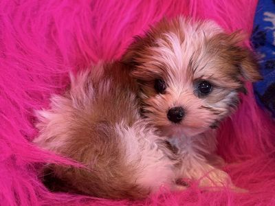 Adorable T-cup Yorkie Girl Puppy Yorkies