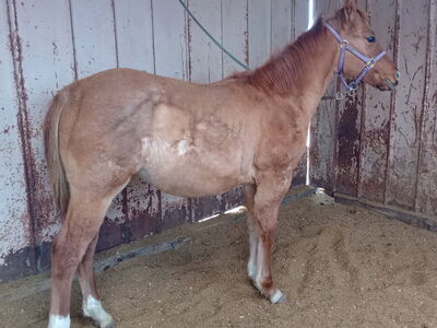 2025 red Roan stud colt
