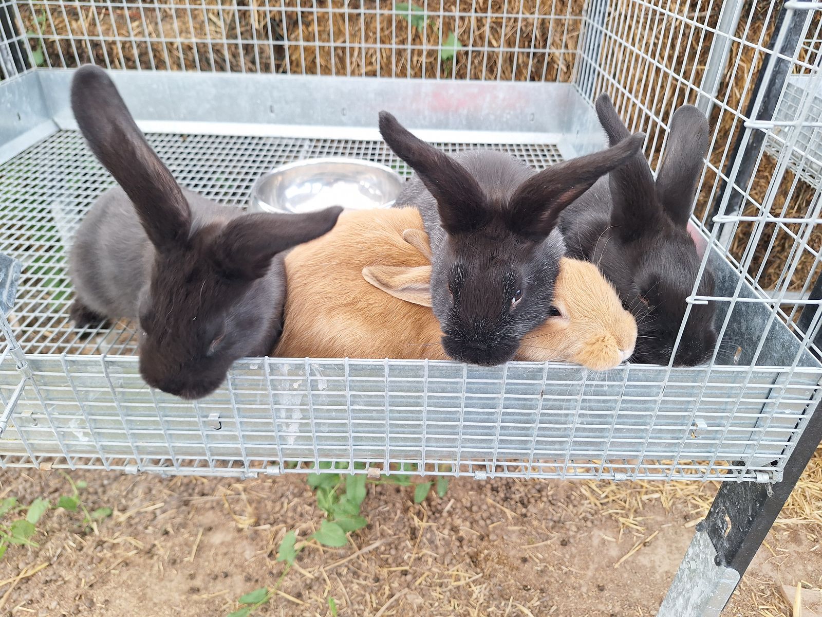 Assorted rabbits