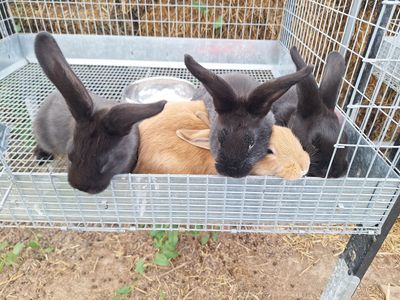 Assorted rabbits