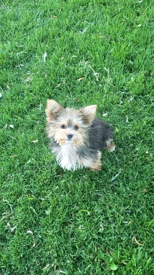 morkie puppy, Maltese / yorkie