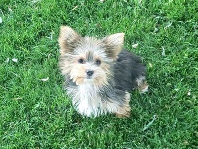 morkie puppy, Maltese / yorkie