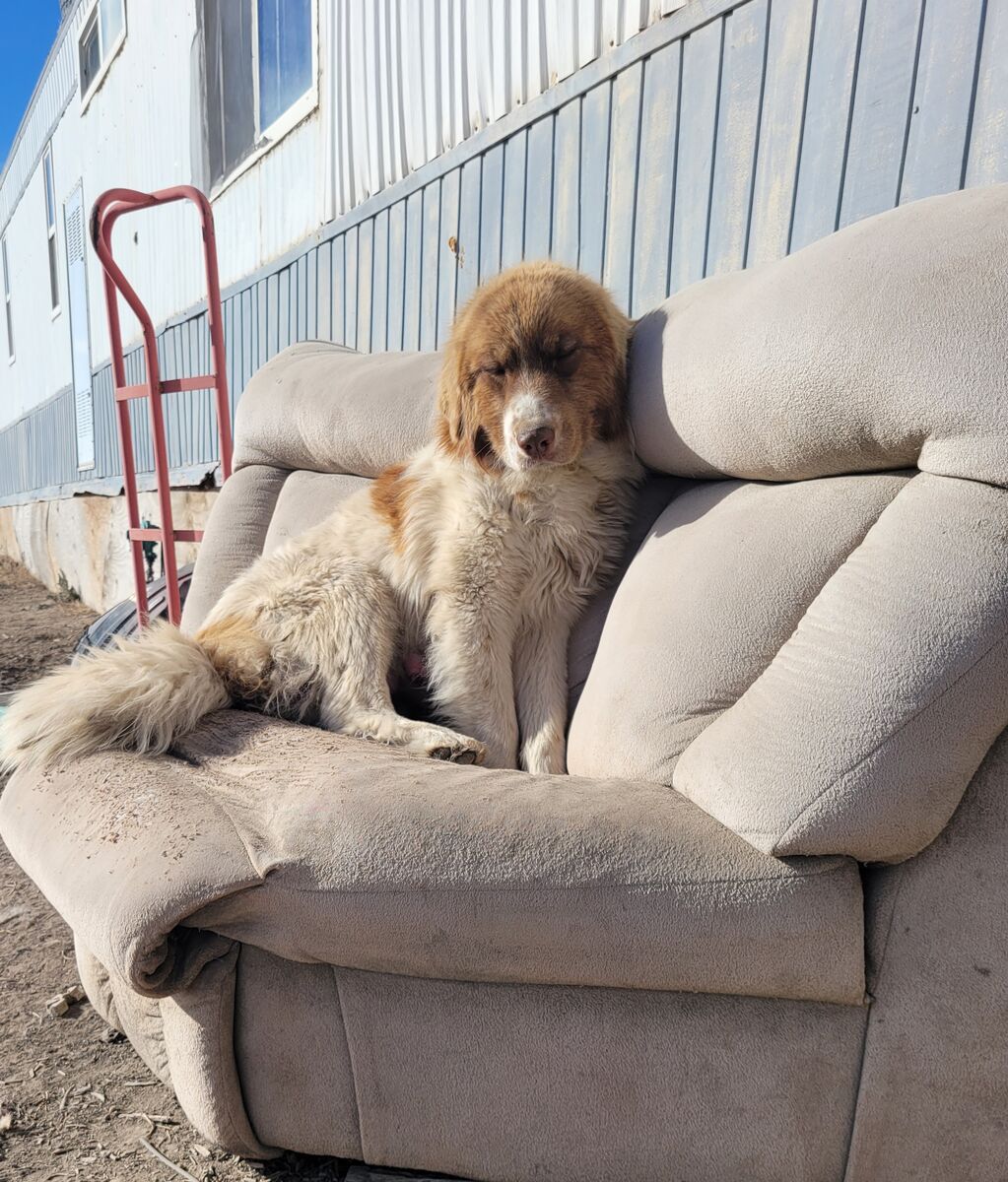 Livestock guardian dogs