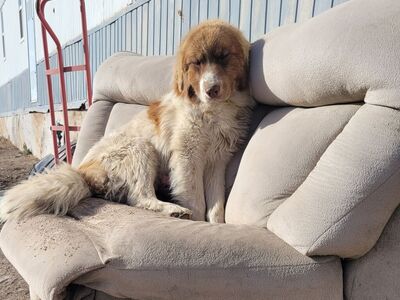 Livestock guardian dogs