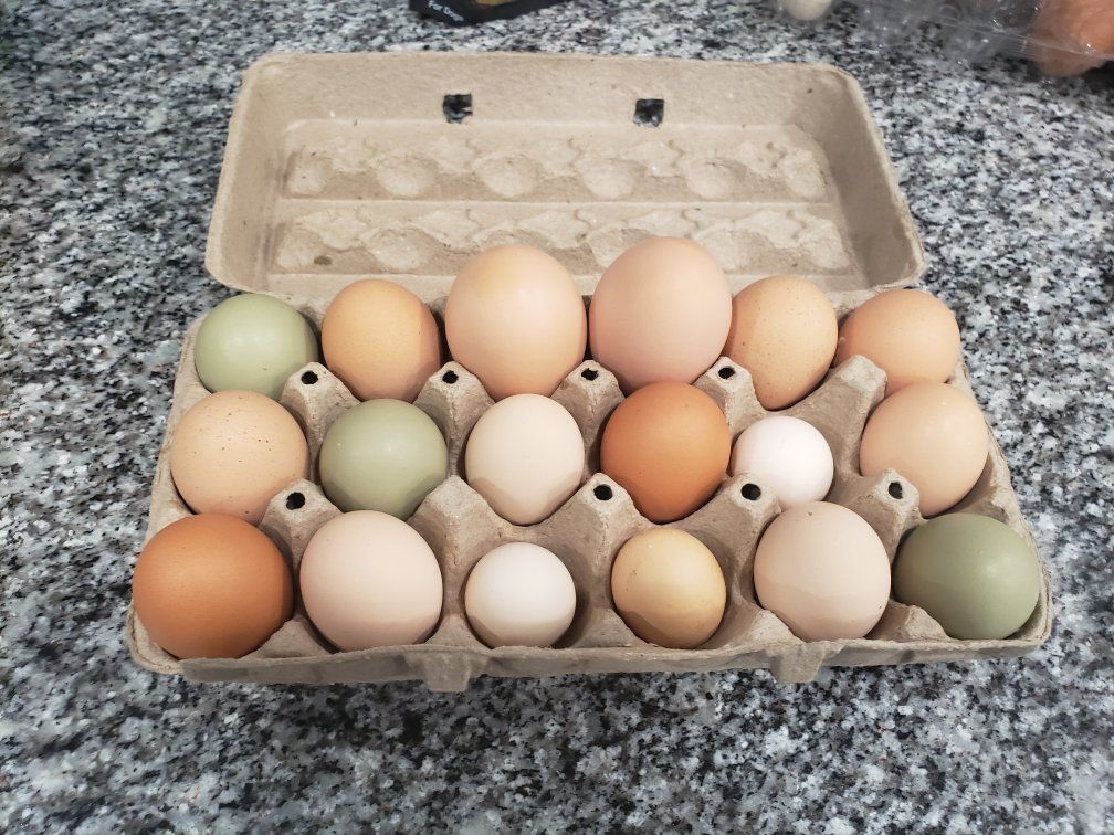 Farm fresh Eggs - Mixed Colors, Large 
medium and small