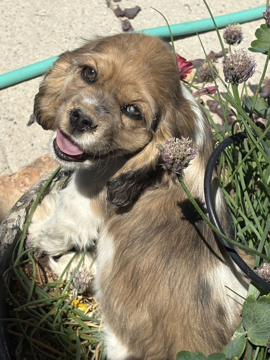 AKC Female Cocker Spaniel Puupy