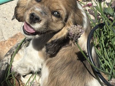 AKC Female Cocker Spaniel Puupy